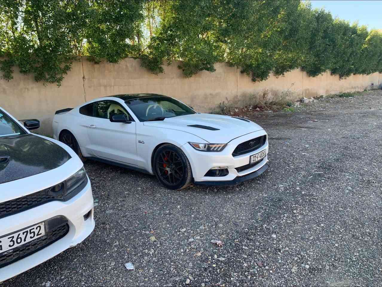 ***********
الصلاة على محمد وال محمد)
الماكو اختها لحد هسه ب العراق كله
white edition two colour (pp3) 2017 موستنك
gt (5.0
(كير عادي)
manual
هذا الحنطور مميز
السياره تجي لونها ابيض (صدفي) وقماره اسود بلاددد السياره مو اي جيتي
تجي بلاد من الشركه هيج حشوه مكينه بلاد تختلف
كلج مكلاود بلاد
مقاعد بلاد ريكارو
شورت شفت
فجوج برمبو 6 بستم
كيجات بل دشبول
ماشيه 72 الف مايل
السياره كير مكينه كلج بلادي برغي ممفتوح منهم كلهم وكلشي مذكور بلاد واصل
السياره نقص برغي مابيها يشهد اللّٰه من حداديه ولايتات وتايرات وصبغ ويل السياره حادثها فقط جاملغ السايق ونص البنيد يعني السياره فقط قطعتين صبغ ا
السياره عليها وياله RTR اصليات حجم 19
السياره عليها دبات ه ريمونت
