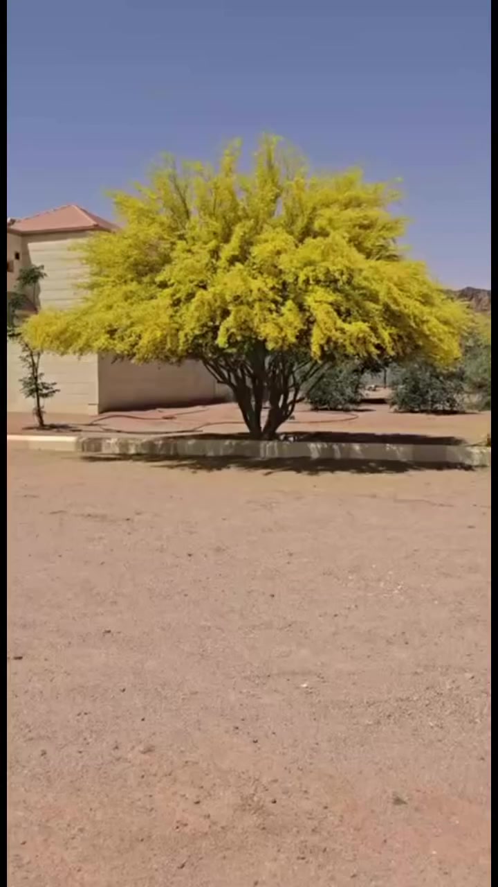 اكاسيا


**إذا كنت صاحب هذا الإعلان وتريد حذفه لأي سبب، رجاءا أرسل رسالة إلى الدعم الفني**