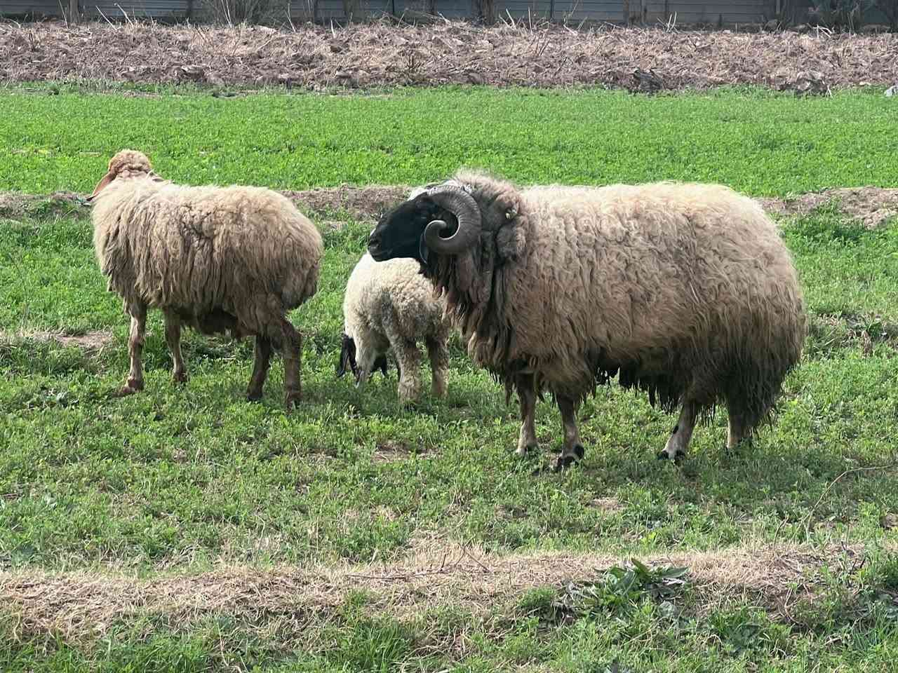 للبيع 3نعاج مطافيل  وحده وراهة فحل وثنين وراهن نثاية نعاج ام اول وثاني بطن مكفولات وشرط النصاحة وياهن الفحل مالتهن وياهن 3وراجين صغار المكان العبايجي
***********بي واتس اب الشراي يتصل ويدلل
