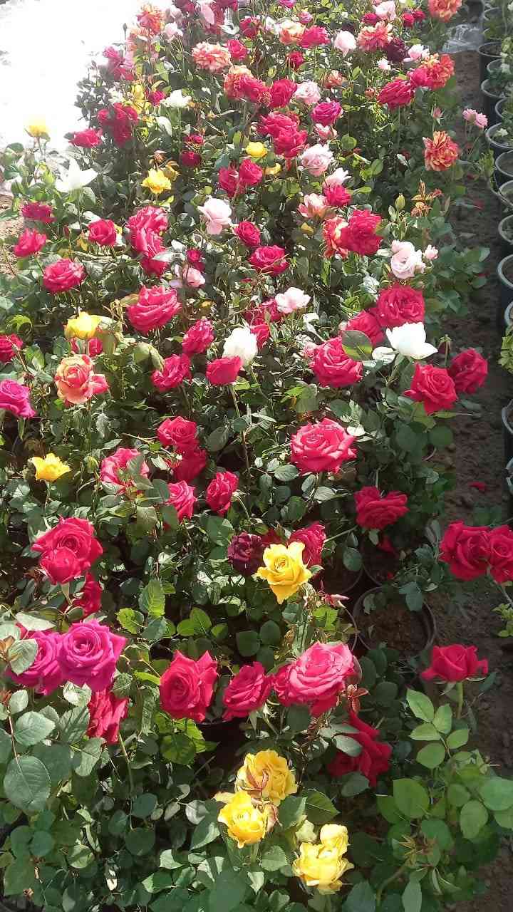 🌳خلي حديقتك ويانه اجمل 🌳🌹
📌(نعمل لأجلكم ونقدم الأفضل لكم بأنسب الأسعار
📌(تصميم الحدائق وتبديل زميج  حسب الطلب)🌳
📌(نعمل تنظيف وترتيب الحدائق وقص ثيل وتقليم اشجار)
📌(نعمل لتجهيز الثيل الطبيعي)🌳
📌(نعمل على تقليم وترتيب جميع الأشجار وادامه شهريه للحدائق)🌹
📌مستعدون للعمل حسب الطلب   
للاستفسار اكثر مراسلتنا على الصفحه او الاتصال على الرقم التالي 
📞***********📞
