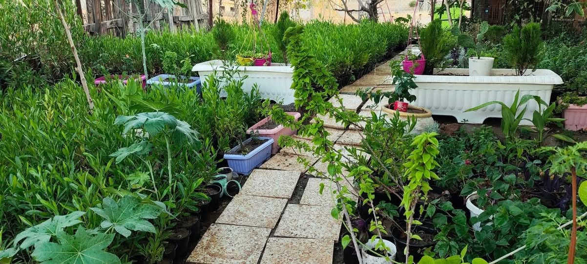 السلام عليكم
متوفر ددونيا جملة مفرد وجوري عطري فواح

موصل / مزارع الحدباء 
*********** واتساب
