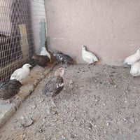 سمان للبيع العدد 10 اناث 7 وذكور 3 اتصال 07705267274