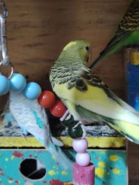 مخاليف • طيره • فحل