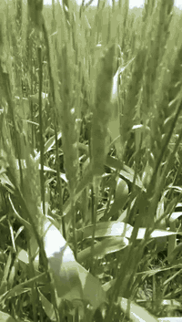 ارض زراعية سند ٢٥ ملك في محافضة واسط الزبيدية تحتوي على مشيدة ٣ بيوت واحد متكامل مع بيتين بناء هياكل صدر الارض شاطئية تبليط نزالها ٦ كيلو متر واجهية ٤٠م تفتح الارض سعر دونم ١٥مليون بي مجال هاتف ***********7 مكتب الزيدي للعقار
