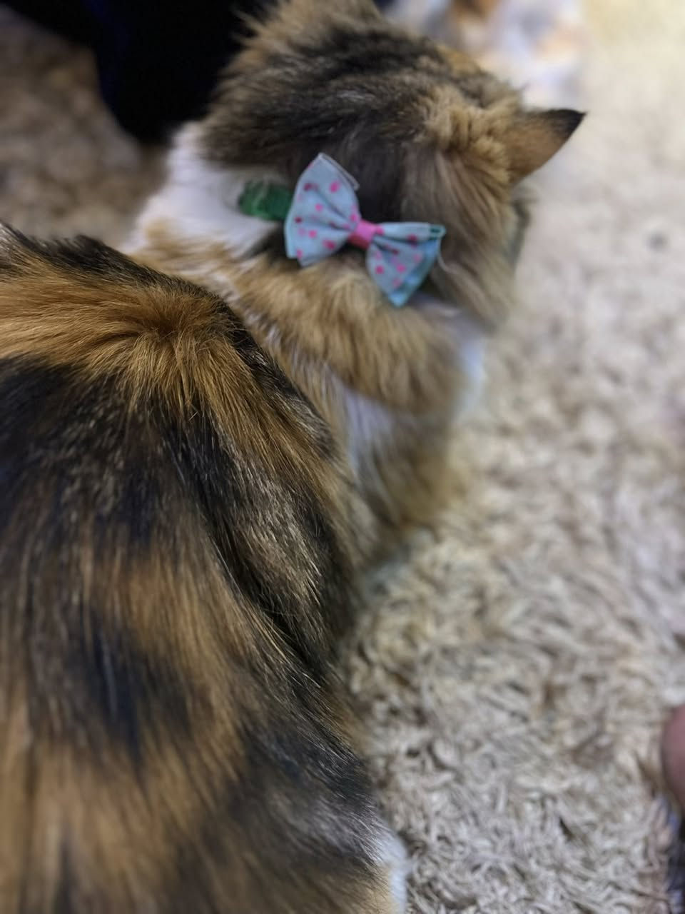 السلام وعليكم قطة هملاية للبيع مكاني دورة ميكانيك حط سعر و اني ادخلك مستعجل لعدم التفرغ


**إذا كنت صاحب هذا الإعلان وتريد حذفه لأي سبب، رجاءا أرسل رسالة إلى الدعم الفني**