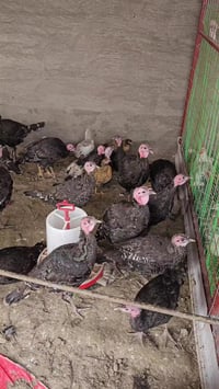 للبيع شلع الزوج ب ٥٠  ٠٧٧١١١١٣٧٠٠