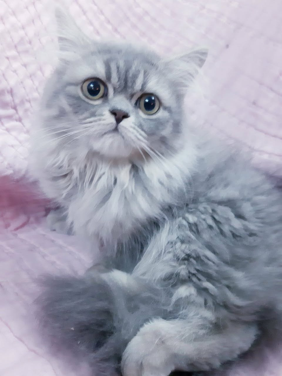 انثى أليفه هملايا نقية اطراف قصيرة العمر ٣ اشهر بسعر مناسب


**إذا كنت صاحب هذا الإعلان وتريد حذفه لأي سبب، رجاءا أرسل رسالة إلى الدعم الفني**