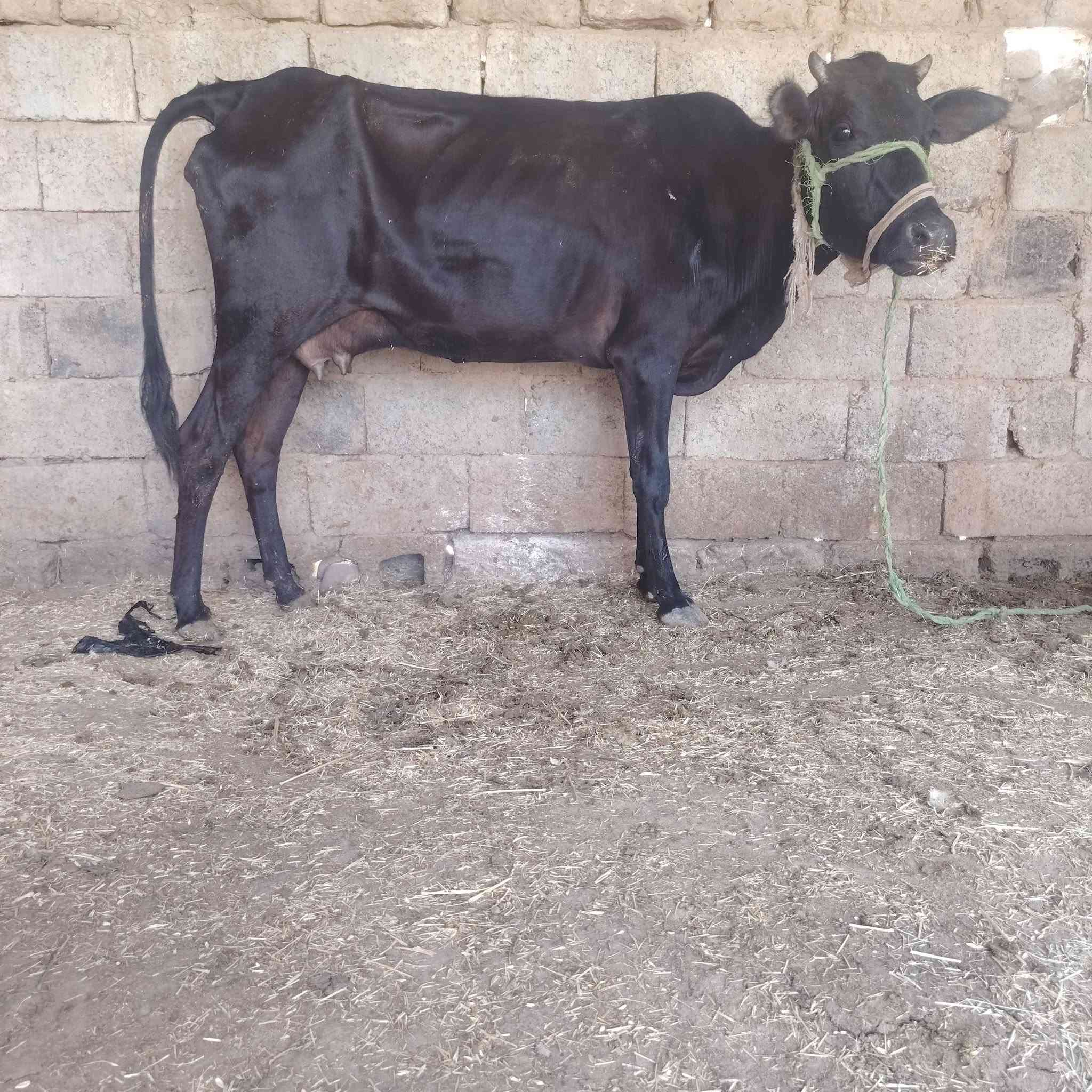 بجر اول بطن حليب ماشاء الله وراها حولي للبيع السعر مليونين و 150) يرهم مراوس بحلال يوجد توصيل حسب التفاق المكان سديره سفلئ) ***********

