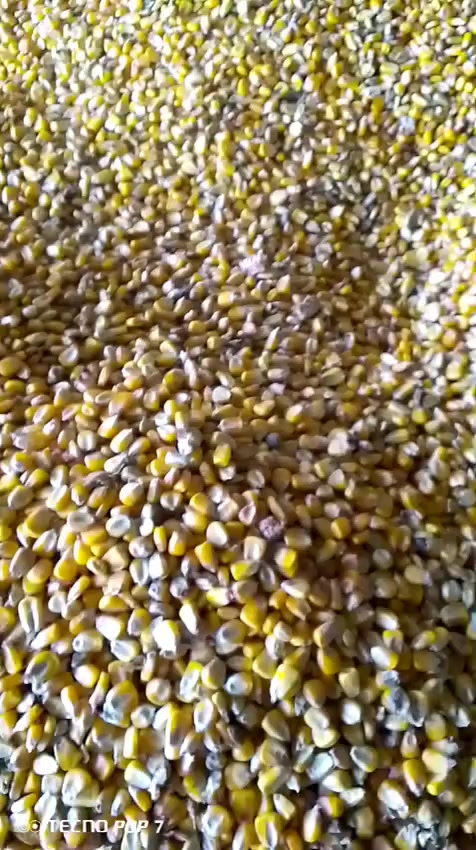 بسم الله الرحمن الرحيم يوجد جميع أنواع البذور ذره صفراء@وذره حمراء @وبذور سيسبان @العنوان الحمزه الغربي قرب خط السريع @للتواصل ***********
