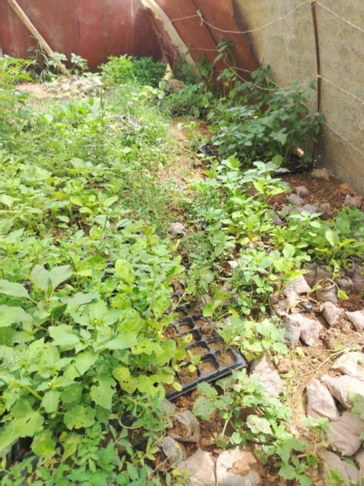 يوجد شتل بيدنجان +فليفله بروصه + فليفله حاره 
قريه العباس


**إذا كنت صاحب هذا الإعلان وتريد حذفه لأي سبب، رجاءا أرسل رسالة إلى الدعم الفني**