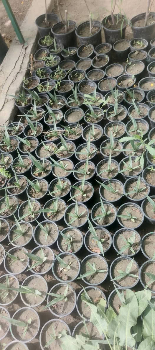 يا الله 🌿
يتوفر لدى مشتـلنا مجموعة  من السنادين والورد 🌸
🌼 سنادين تعليك ورد الصباح كل سندانه لون 
🌼 ورد جعفري عطري 
🌿 ريحان عطري 
🌙 ورد المساء
🔥 سندانة جهنمي قزمي
🪴 سندانة مستطيل كارزيا
💜 سندانة بتونيا الصحراء دائمي 
عنوان مشتلنا شارع زوبع الصوب الصغير


**إذا كنت صاحب هذا الإعلان وتريد حذفه لأي سبب، رجاءا أرسل رسالة إلى الدعم الفني**