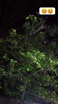 كفالة مكينة • شواصي • ١٦٠٠٠٠ كم