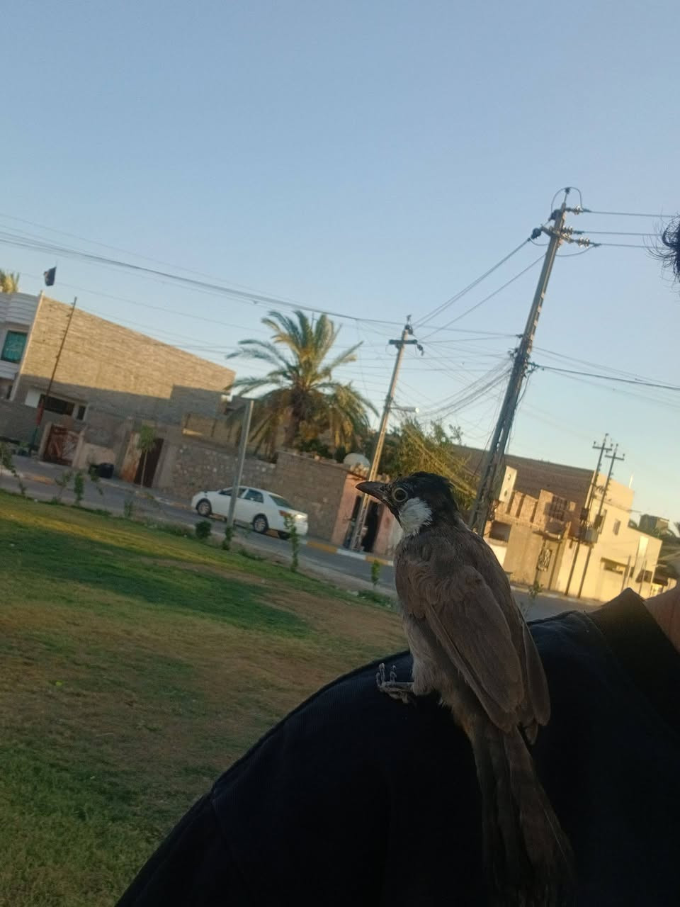 متاح بلابل مخاليف طلعن بالشارع وشرط الالاف***********
