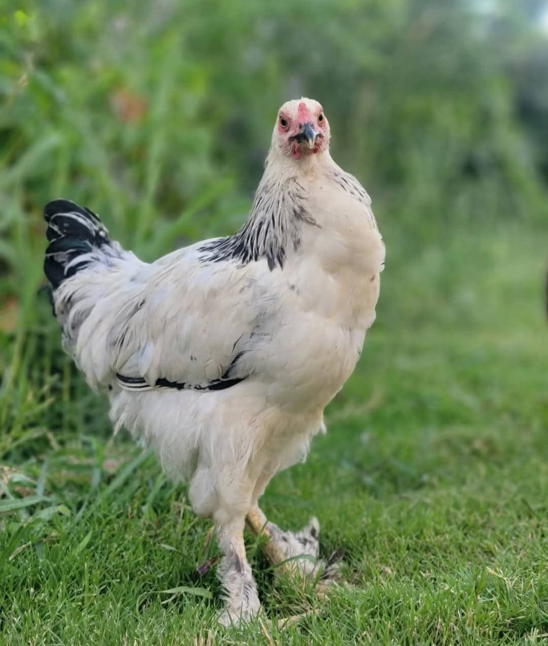 🐔 متاح دجاج سيت برهما خط 2   
📌 العدد: 3
📌 ع وجه مبياض 
💰  سعرهم 80 وبيهم مجال   
💪 صحة ونشاط خير من الله 

📩 للاستفسار اتصل *********** وبيك خير ودلل
