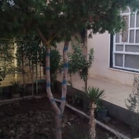 الطهمازيه • ١٨٠م • طابو زراعي