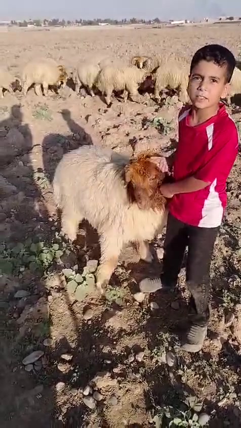 سارع وحجز ضحيتك من قصابه الحجي انسب اسعار العراقي 100/100 عنوان المحل كركوك الاسره المفقودين قرب مول ماشاءالله اتصل عله الرقم وتدلل ***********
