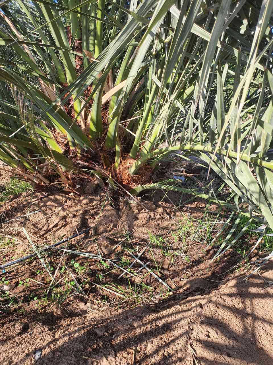 سلام عليكم متوفر نخل برحي حر أبو الخصيب لحجم متوفر اتصل ع لرقم 👈***********
