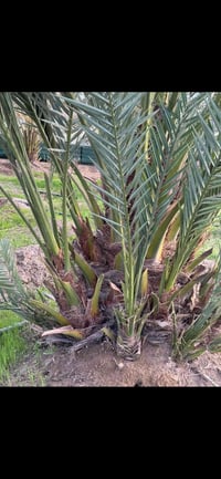 فسائل برحي • نخيل • قضاء عنه