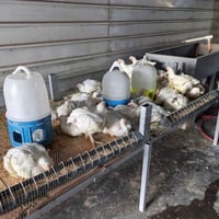 تم افتتاح محل ابو ماهر التميمي لبيع الدجاج الحي والذبح والمقطع بأنسب ا...