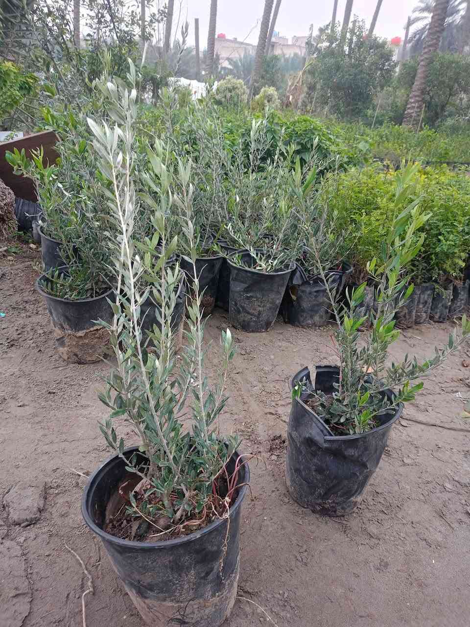 مشتل كرار الزراعي 
يتوفر 
الاكاسيه مصريه حجم كبير محرك سعر 3٫750
البيزيا البخ كيس سعر 2٫500
زيتون الكرونايكي يوناني صنف عالي زيت نسبه 38%
امايات ضمان للحمل للمده اقل من سنه سعر كميه محمدوده بيهن العدد 20شتله حجم سندان 26 
سعر 35٫000
تحياتي الكم احبتي متابعين 
العنوان بغداد الكريعات يم وقف سني 
واتساب ***********
