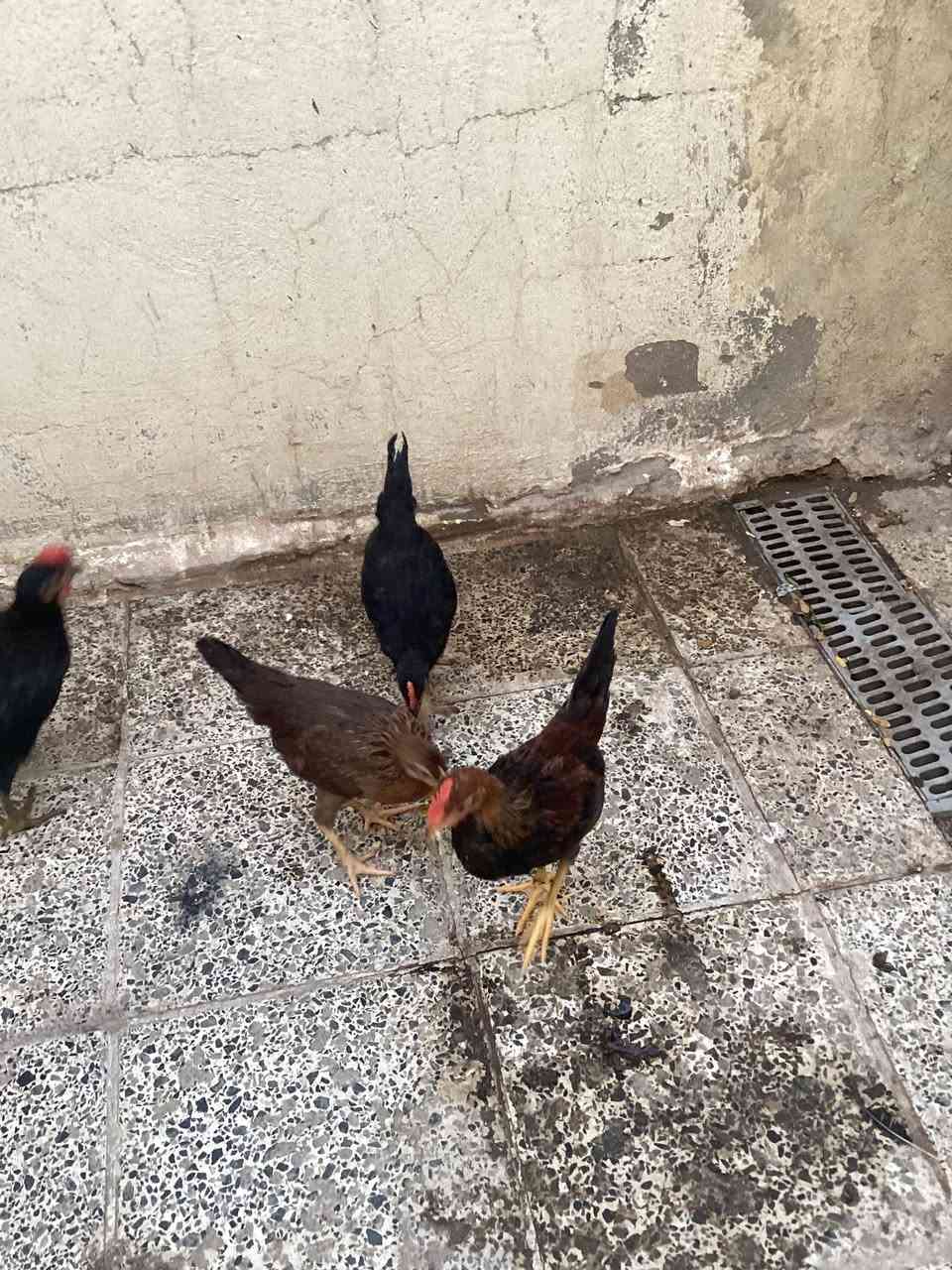 دجاجات للبيع عدد ٤ديج ودجاجه اسود كحل وديج ودجاجه شمسيات ملقحات صحاوه فول نجف حي الجمعيه السعر ٣٠ الف


**إذا كنت صاحب هذا الإعلان وتريد حذفه لأي سبب، رجاءا أرسل رسالة إلى الدعم الفني**