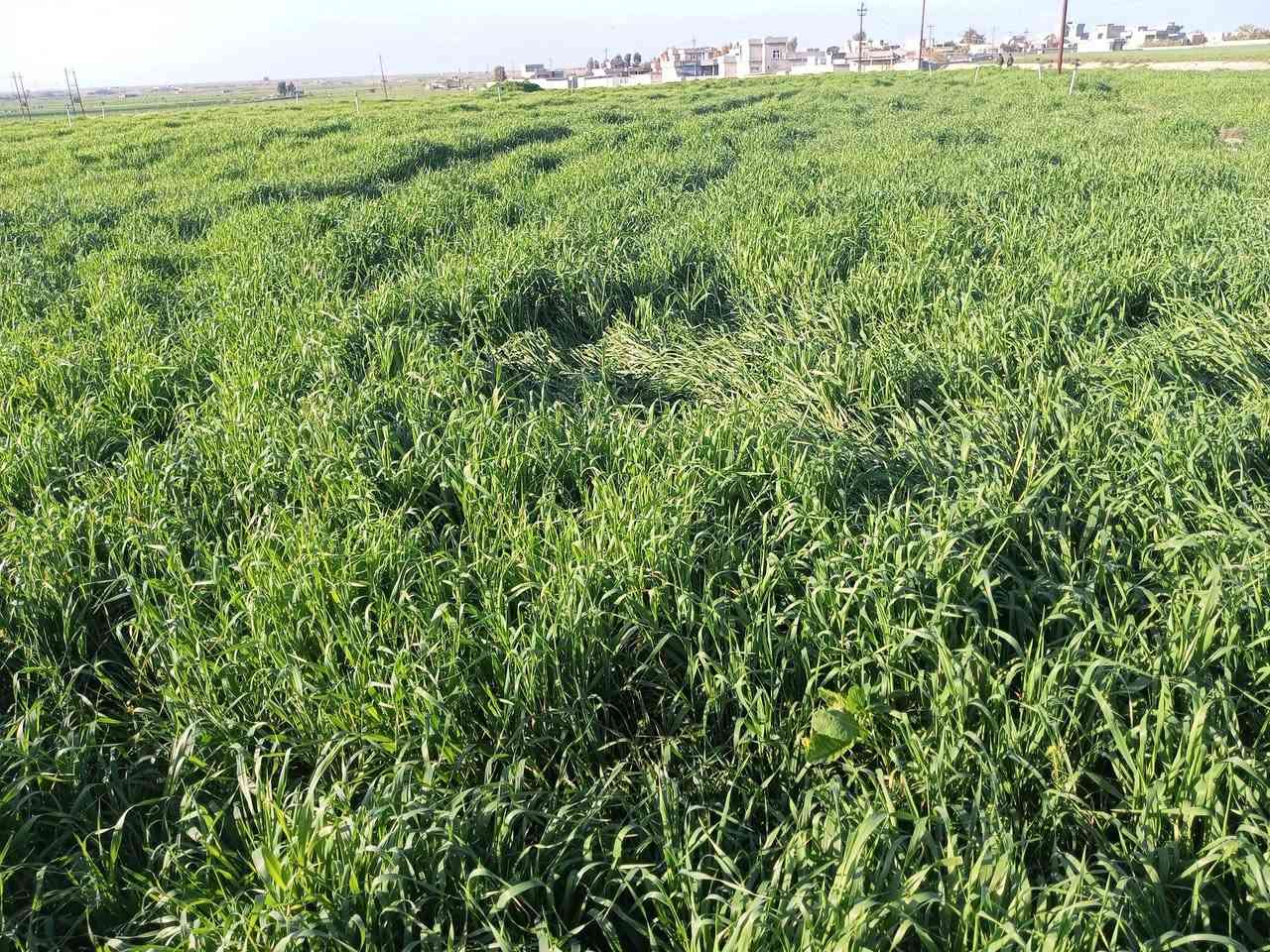 السلام عليكم يوجد هده شعير 6 دونم للبيع المكان قريه الفاخرة الاتصال ع رقم ***********
