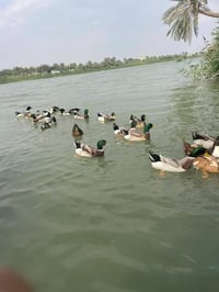 خضيري عراقي • تنظيف مجاني • توصيل النجف والكوفة