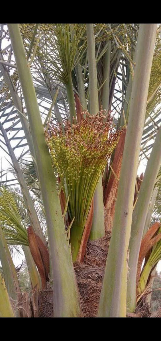 السلام عليكم
مكتب النجاح الزراعي 
أهم الإصابات اللي تصيب أشجار النخيل في العراق حالياً تنقسم إلى حشرية وفطرية وبكتيرية/فيروسية. هذي أبرزها بالنقاط::

### *1. الآفات الحشرية الأخطر*
- *سوسة النخيل الحمراء* _Rhynchophorus ferrugineus_
  تُسمى "سرطان النخيل" أو "إيدز النخيل". يرقاتها تتغذى داخل جذع النخلة وتآكل الأنسجة الداخلية لحد ما تموت النخلة خلال 6-7 أشهر..
  *الأعراض*: مادة صمغية على الجذع، رائحة كريهة، نشارة خشب قرب النخلة.

- *حشرة الدوباس* _Ommatissus lybicus_
  تمتص العصارة من السعف والعذوق وتفرز مادة دبسية تسبب العفن الأسود. من الآفات الوبائية الأساسية في العراق.

- *حشرة الحميرة* _Batrachedra amydraula_
  تصيب ثمار النخيل وتتلفها. من الآفات المهمة اللي يحصرها المختصون.

- *حفار ساق النخيل وحفار العذوق*
  اليرقات تحفر أنفاق داخل الجذع والعذق وتضعفه. سُجل وجود 265 ثقب في متر واحد طولي من جذع النخلة ببعض المناطق.

- *حلم الغبار* _Oligonychus afrasiaticus_
  يصيب الثمار ويسبب خسارة كبيرة. منتشر بكل مناطق زراعة النخيل.

- *الأرضة "النمل الأبيض"*
  تصيب الفسائل والجذوع وتسبب موتها. 0323439f5fc70b1c9c495b261e07fbba622987e2afbc

### *2. الأمراض الفطرية الرئيسية*
- *اللفحة السوداء / المجنونة* _Thielaviopsis paradoxa_
  أكثر أمراض النخيل الفطرية انتشاراً بعد تبقع الأوراق. يسبب تعفن القمة النامية وموت النخلة. مرتبط بملوحة التربة وارتفاع الماء الأرضي وإهمال الخدمة. نسبة الإصابة توصل 30-35%.

- *خياس طلع النخيل* _Mauginiella scaettae_
  يصيب الطلع قبل تفتحه ويسبب تعفن الأزهار والشماريخ. المسبب _Mauginiella scaettae_ و أحياناً _Fusarium moniliforme_. أعلى نسبة إصابة بالبصرة 34.26%.

- *تبقع الأوراق / تبقع الخوص*
  تسببه فطريات _Alternaria_ و _Serenomyces phoenicis_. بقع بنية سوداء على الخوص والجريد تسرع شيخوخة السعف. كانت المساحات المصابة بالبصرة أكثر من 9000 دونم.

- *موت الفسائل*
  أسبابه: قلع غير جيد، ملوحة ماء الري، إصابة فطرية بـ _Chalaropsis_، أو الأرضة.

- *مرض الوجام*
  تضاؤل في الثمر وانخفاض نشاط النخلة وانعدام الحاصل ثم جفاف تدريجي للسعف. 1e0787e292a9b7c2

### *3. أمراض جديدة/معقدة*
- *المعقد المرضي الجديد*
  اكتشاف 2024 في الفرات الأوسط: تداخل فيروسات وفطريات وبكتيريا ونيماتودا يسبب اصفرار وتدهور ثم موت النخلة. يهدد ∼10 ملايين نخلة. تم تشخيص فيروس لأول مرة عالمياً و6 أجناس فطرية لأول مرة بالعراق. fbba

### *4. عوامل تزيد شدة الإصابة*
1. *ملوحة التربة وماء الري* وارتفاع الماء الأرضي.
2. *إهمال الخدمة* وعدم المكافحة الدورية.
3. *الإصابة بحفارات السيقان* تفتح المجال للفطريات.
4. *إدخال فسائل مهربة مصابة* خاصة بسوسة النخيل الحمراء. 87e20b1c

يعتبر العراق فيه أكثر من 40 آفة استراتيجية تصيب النخيل، لكن أخطرها حالياً *سوسة النخيل الحمراء* و *اللفحة السوداء* و *خياس الطلع* و *الدوباس*.

باداره..الدكتور ربيع عبد عبدالله 
استاذ وقايه المزروعات النباتية 

الموقع..الشرقاط الساحل الأيسر اسديره وسطى الفياض مقابل أسواق الحجاب 

للتواصل عبر الأرقام التاليه 
***********
***********
