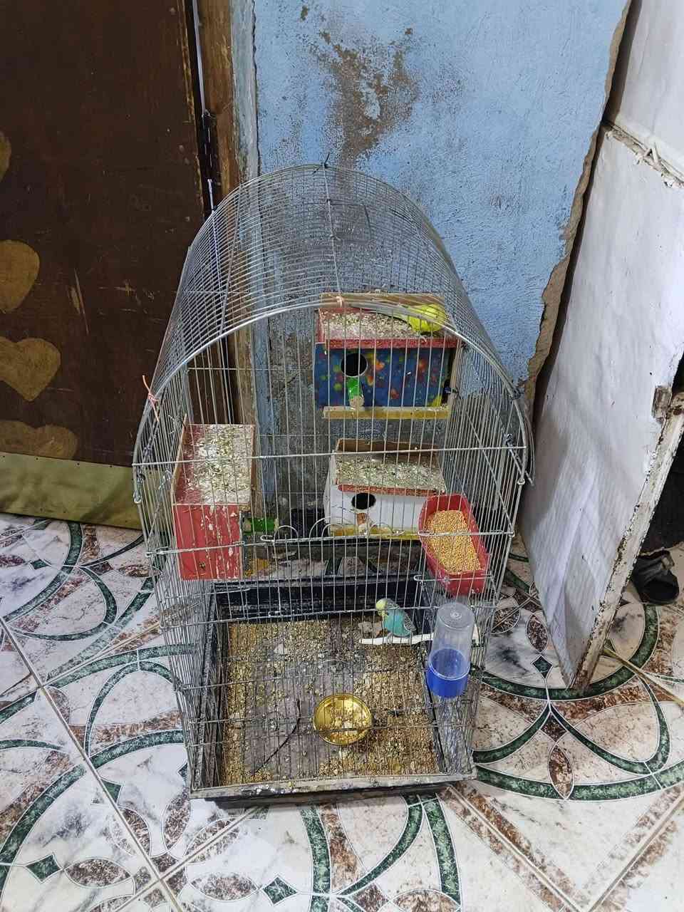 السلام عليكم طيور الحب لبيع 3 ازواج مع افرخهن كلهن جوهن افراخ ب 75 مع القفص ***********
