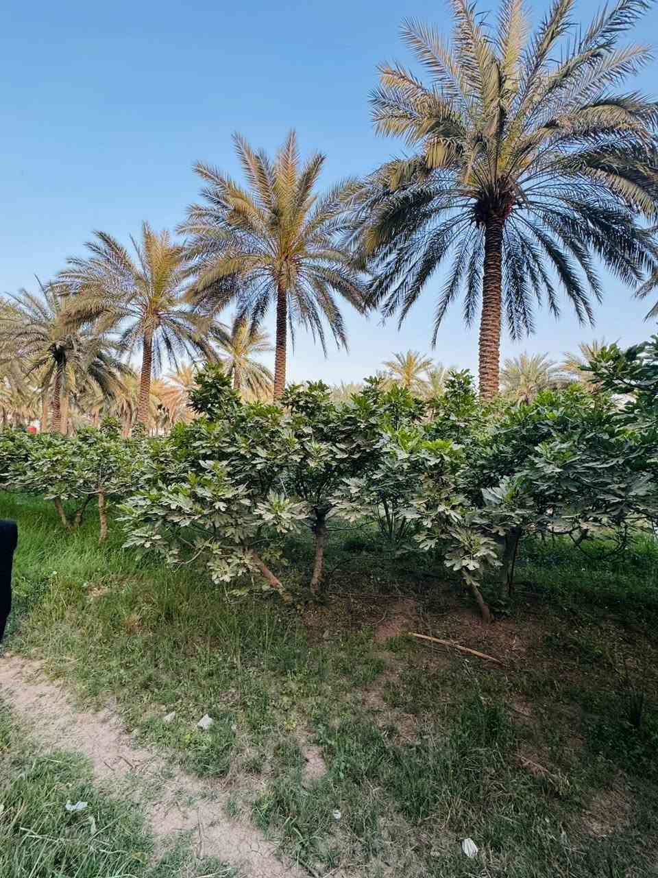 اللهم صلى ع محمد وال محمد
قطعه زراعيه للبيع مساحتها 3 دونم تباع حسب الطلب القطعه متعوب عليها مزروعها حمضيات بانواعها وبيها نخل زهدي وخستاوي وبيها سيباط عنب 🍇 1500 م وبيها اشجار تين كلها حماله مي وكهرباء بصفها القطعه مسيجه بالكامل جنس عقارها طابو زراعي باسم البايع طريق حله ديوانيه منطقة هوى الشام 

***********
***********
