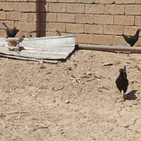 دجاج • دجاجات • دجاج بياض • دجاج منزلي • دجاج للبيع • طيور • حيوانات أ...