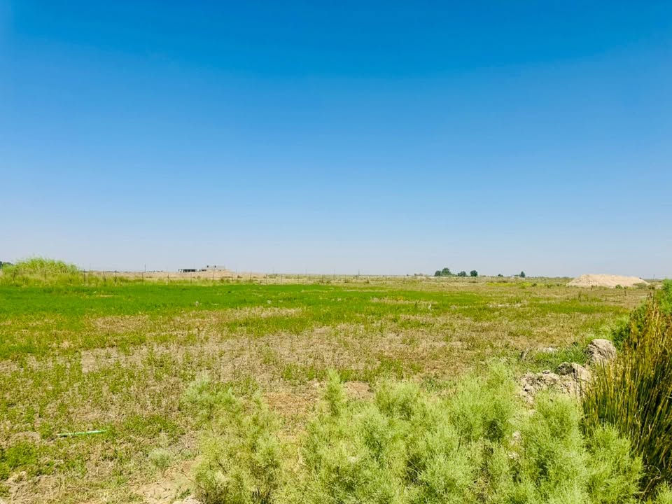 ارض زراعيه للبيع 
المساحه 35 دونم موقعها طريق المشايه 
تتوفر بيها 
🔴 بيت غرفه وصاله وديوانيه وصحيات 
🔴 كهرباء + ماء 
🔴 بحيره 
🔴 يتوفر  الها شارع رئيسي عليها سبيس 
🔴 فسائل نخل تقريبا ب 150 نخله نوع شويثي 
🔴 محصار بناء طابوك +محميات نضام اقفاص 
🔴 حاليا مزروع جت مايقارب ٤ دوانم 

الاستفسار 
***********
