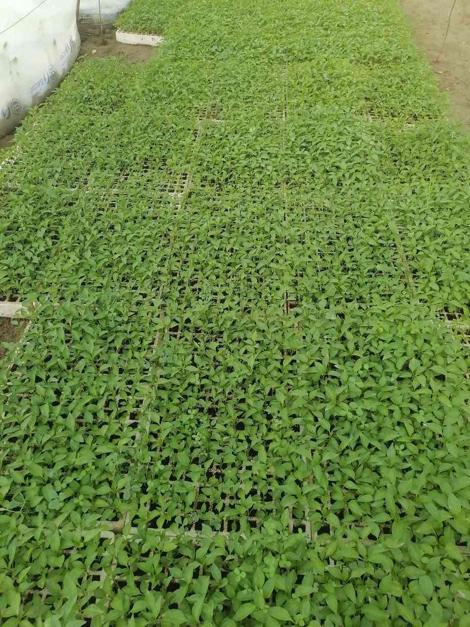 السلام عليكم يتوفر بدايات طماطه باذنجان فلفل حار فلفل بارد في مشتل الرحمن العنوان محموديه مقابل معمل البسكت الحمراء اهلا وسهلا ***********
