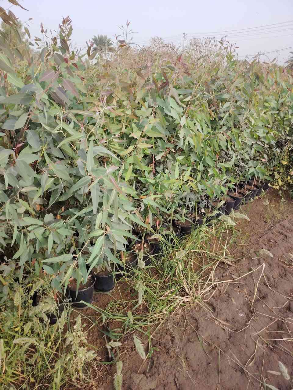 السلام عليكم
متوفر كالمتوز درجه اولى الاستفسار اتصل على الرقم.. 
***********....   جملة فقط
