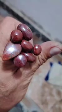 قنداش • شرط الفحص • تجربه