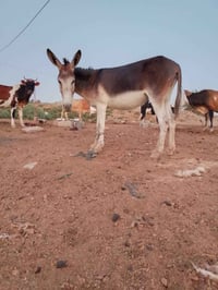 حمارة للبيع • حمار • للبيع • حيوان