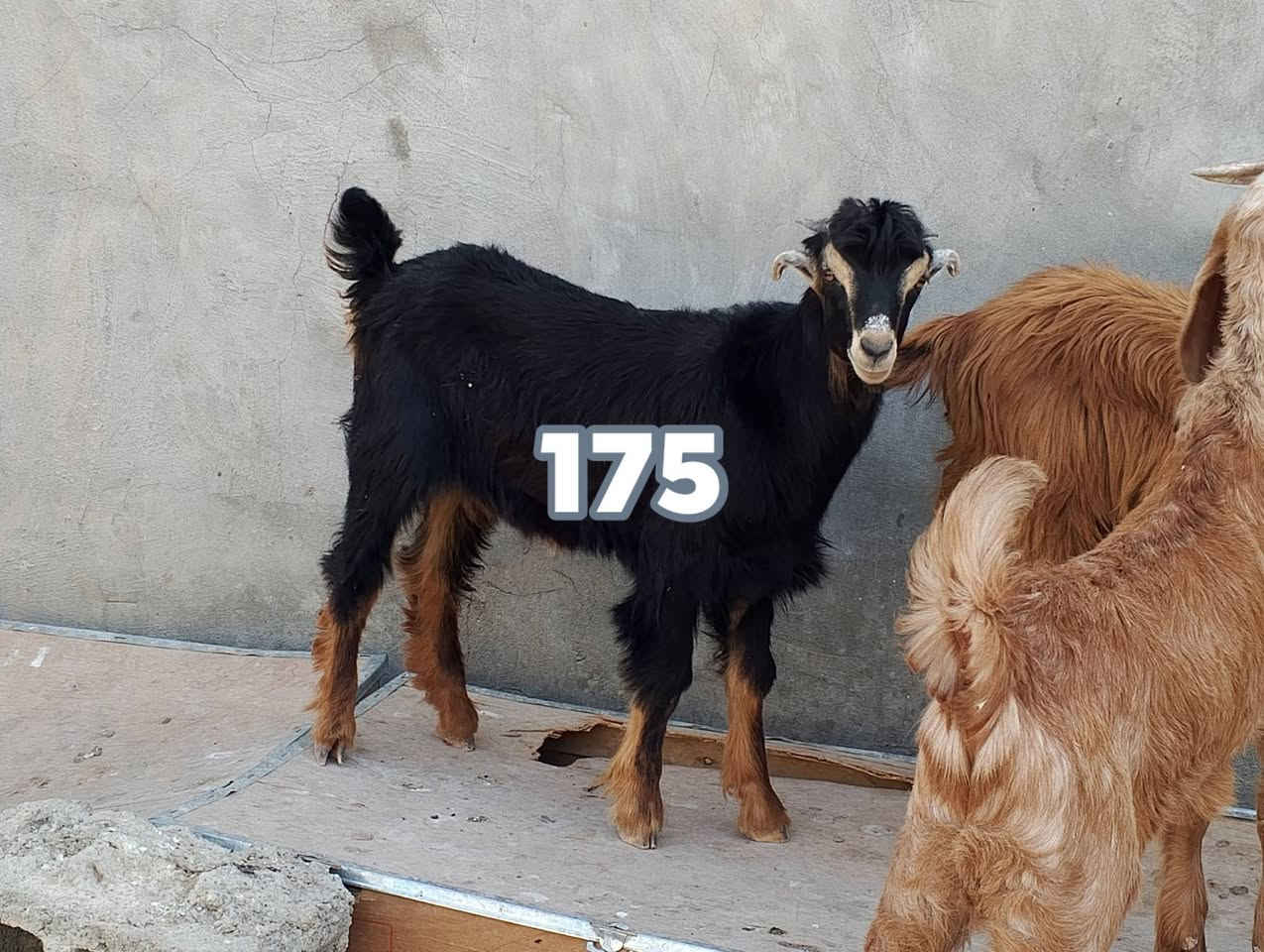 للبيع 3 فحل ***********
