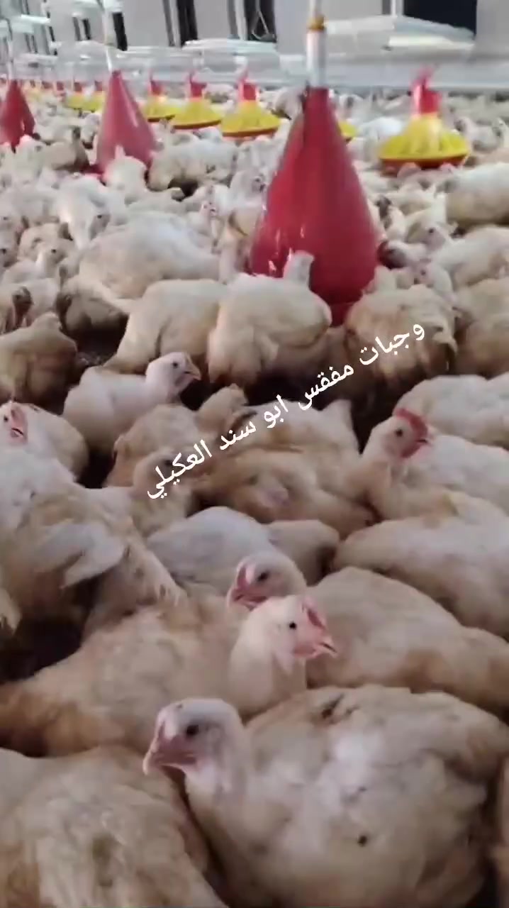 سلام عليكم ورحمة الله وبركاتة
تتوفر افراخ لحم درجة أولى وضمان الطير بصحه جيده
خالي المراض الوراثيه شرط فحص مختبري 

ضمان لهلا ٨ ايام في حال صار عند هلاك احنه نعوضك 
وبنسب السعار  بنسب السعار  جوه سوك 

موعد الفقسه    ٧/ ٧ /+تركي بلارتون
موعد الفقسه       ٨/ ٧ /+ تركي بلارتون أمهات هولنديه
موعد الفقسه         ٢٣/ ٧ /+ تركي كرنتي 
موعد الفقسه           ٢٥/ ٧ /+ تركي بلارتون 
موعد الفقسه.             ٢٨/ ٧ / +تركي امر بلج 
                                                                                                                   العنوان بغداد /الحجز والاستفسار 
          ***********☎️ +    ***********☎️
يتوفر توصيل كافت أنحاء العراق
