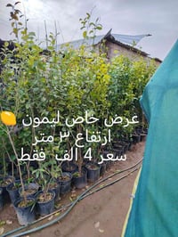 مشتل المشهد • أشجار نفضية • أشجار دائمة