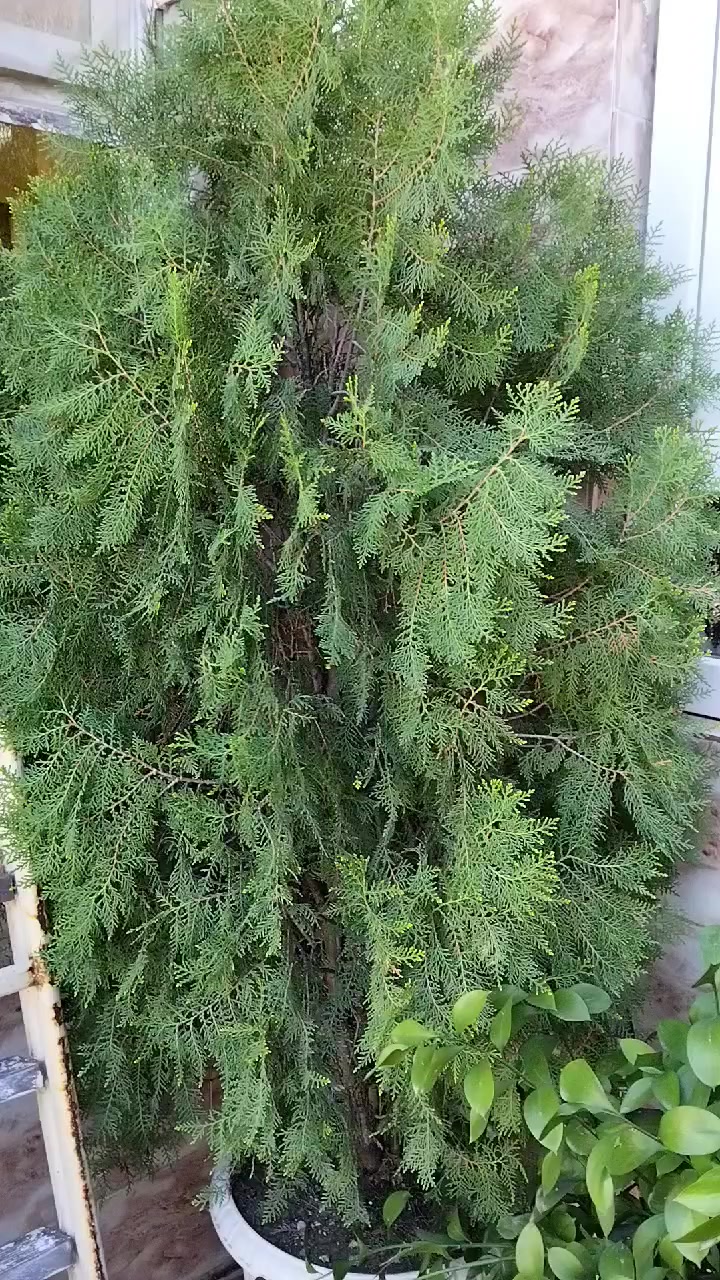 سڵاو  ۷ سنەوبەری زۆر جوان بۆ فرۆشتن نرخی دانەی ۲٥ هەزارو معامەلە لە سلێمانی


**إذا كنت صاحب هذا الإعلان وتريد حذفه لأي سبب، رجاءا أرسل رسالة إلى الدعم الفني**