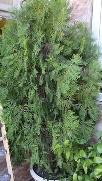 ٧ سنين • حالة جيدة • السليمانية