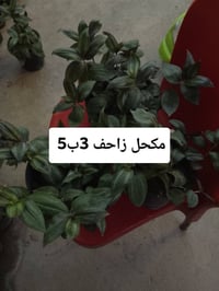 نباتات خارجية • توصيل بغداد