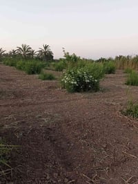 البيع فسايل ابريم سعر الفسيل 65واي ستفسار07869971320 07509793150