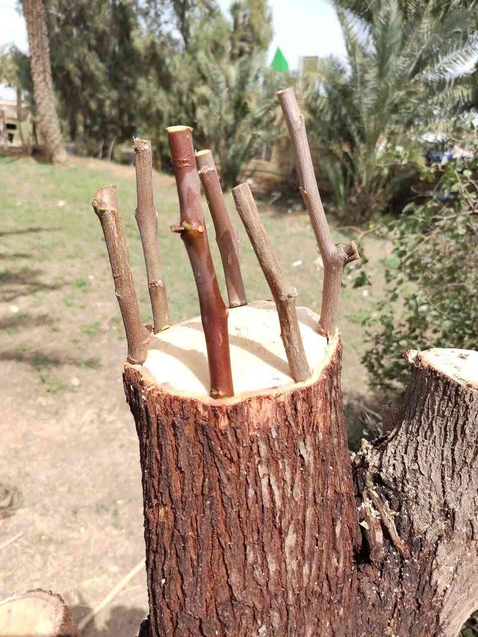 كادر تطعيم أشجار سدر ( النبك )داخل قضاء المقدادية سعر تطعيم شجرة واحدة 15 الف و الذي لديه أكثر من شجرة بيها مجال  ، و إلي ما يتمكن يدفع نسويها لوجه الله تعالى و هذه الأصناف الموجودة و غيرها اذا انت توفر صنف انت تريده هم ماكو اشكال .
..
مراسلة الصفحة


**إذا كنت صاحب هذا الإعلان وتريد حذفه لأي سبب، رجاءا أرسل رسالة إلى الدعم الفني**