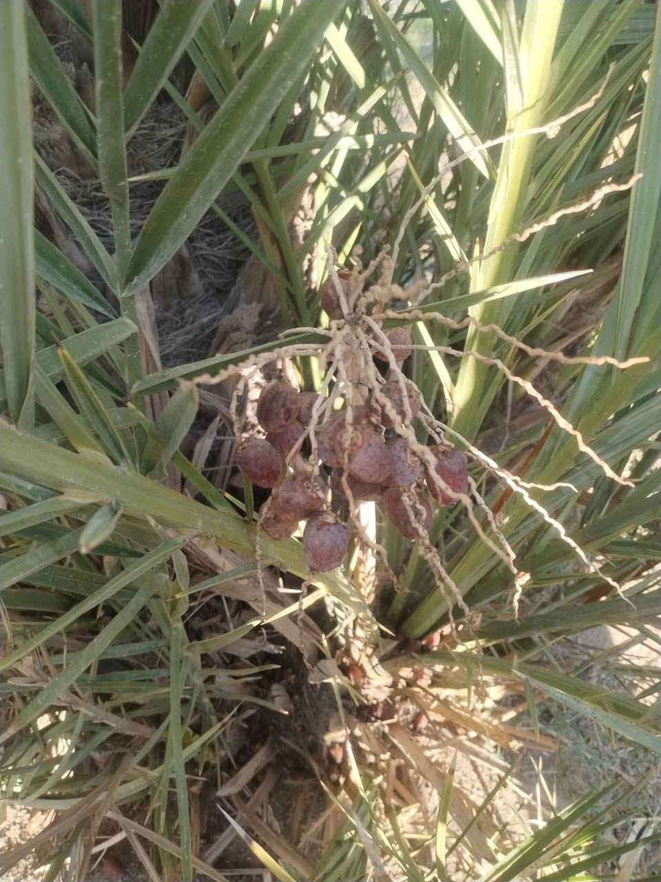 بسم الله الرحمن الرحيم 
موجود فسائل نخيل بريم العدد من 100الى 80فسيل السعر 35للجمله 
مفرد40
تشوف بعينك وتقلع
 اليريد يحجز موجود 
اليريد توصيل موجود 
اليريد نجذرله موجود 
مشتل الزهراء في ميسان العماره بستان دور النفط شارع مقبره الصابئه قرب جملونات بيت العنتاكي للدواشك والحصران داخل الفرع 
***********
***********
يوجد توصيل لجميع المحافظات العراق 🇮🇶
