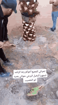 رضا الراشد • تجهيز نخيل برحي • بصره ابو الخصيب