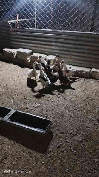 السلام عليكم ورحمة الله وبركاته بش عراقي للبيع العدد 8 سبع امايات حايلات وديج سعر الجوز 18 وبي مجال للاستفسار رقم الهاتف ***********
