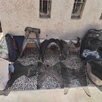 كفرات • فراشة • فضائي