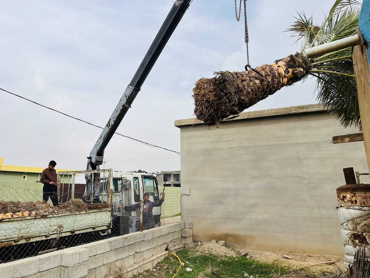 عمل اليوم في ناحية الزاب بتاريخ 10/2/2026 الثلاثاء 
خطوات القلع والنقل والزراعة 
١-تكريب وتنظيف النخلة وتجهيزها للقلع
٢-حفر وقلع بشكل صحيح 
٣-نقل بشكل صحيح بحيث جمارة النخلة ما تتأذى
٤-زراعة صحيحة مع وضع مضاد فطري للحفاض عل النخلة من التعفن والفطريات 
٥-واخيراً تحويض النخلات بشكل صحيح ومرتب
اتصل وتدلل
للأتصال ***********
#تكريب
#تكريب_النخيل
#تكريب_وتنضيف_النخيل
