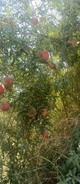 الف متر  للبيع طابو زراعي سند 25 تحويل مباشر بسم المشتري العنوان بغداد ناحية الراشديه الواجهه 20 للاستفسار الاتصال على الرقم *********** مكتب العبيدي للعقار
